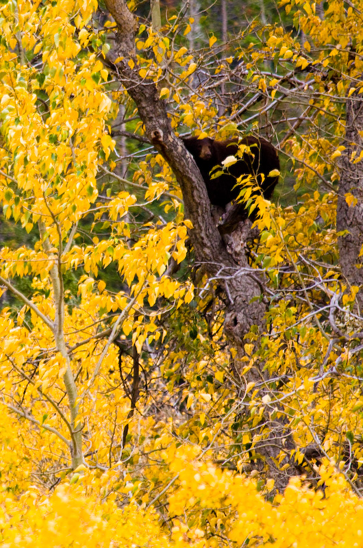 Black Bear In Tree